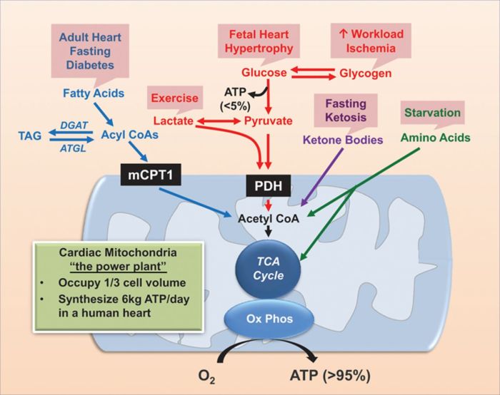 Cardio for Increasing Metabolism